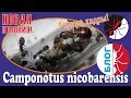 Муравьи Camponotus nicobarensis - лучший выбор для новичка!