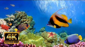 4k UHD Marine Sinh vậy biển