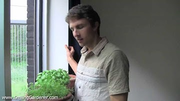 Container Gardening Series - Quick Summary Of All The Steps
