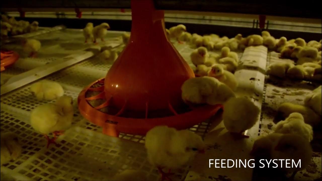 Kutlusan 162 5 Broiler Cage With Drawer YouTube kutlusan-162-5-broiler-cage-with-drawer-youtube