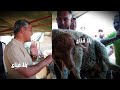 أكباش نادرة وعملاقة في الرحبة بزوز ملاين ومفاوضات عالمبااشر على علوش فلوس ساقو مضروبة بمليون كامل mp3