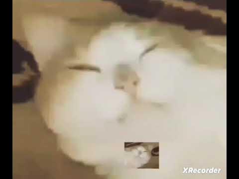 Кот 🐱 - YouTube