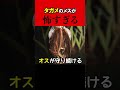 【サイコパス】タガメのメスが怖すぎる... #shorts