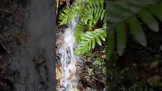 Tiny Waterfall Falling on Rocks | Nature ASMR | Relaxing Water Sounds 🌿💧 #waterfall #nature