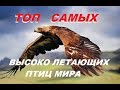 ТОП САМЫХ высоко летающих птиц мира