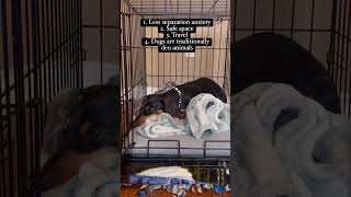 Crate training for dogs by Princess Grace, the Royal Dachshund 115 views 2 weeks ago 1 minute, 22 seconds