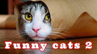 Мои прикольные кошки 2. My funny cats 2.