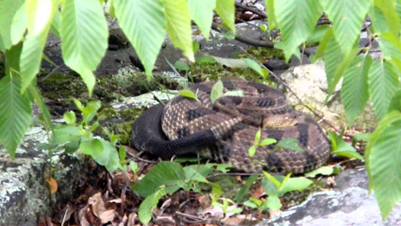 Nj Timber Snake NJ Timber Rattlesnake - YouTube