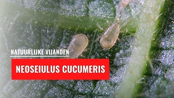 Neoseiulus cucumeris | Natuurlijke vijand