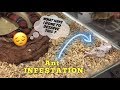 Pet store feeds ANT INFESTED MOUSE to SNAKE ?!! Wow.