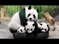  too funny panda mother and panda baby funny moments   panda funny