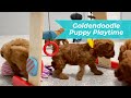 Cute Puppies - 6 Week Old Goldendoodles Playing