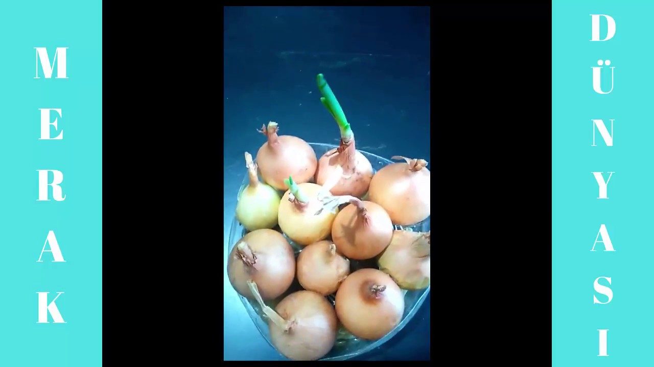 Organik yeşil soğan yetiştirmek Organik yeşil soğan yetiştirmek