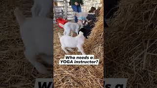 Have You Ever Wanted To Play With Cute Baby Goats? Setup A Baby Goat Playdate!