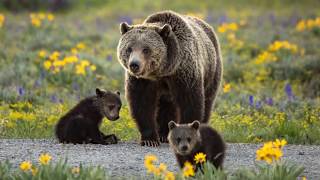 Experience Wildlife Best of 2017
Top 23 images photographed in 2017. Experience Wildlife Best of 2017