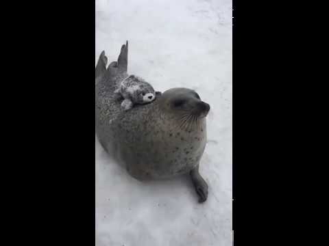Тюленишко хлопает себя по пузу