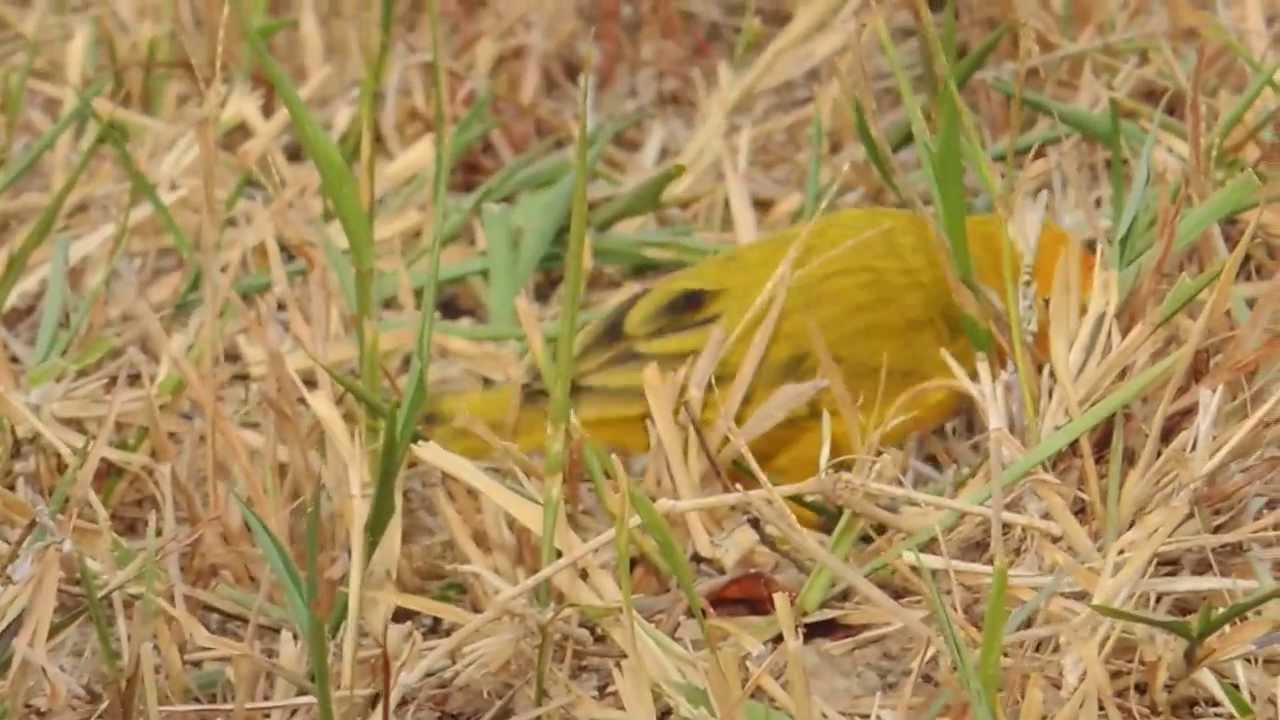 Orange-fronted Yellow Finch, Sicalis columbiana en Cerros de Mavecure o