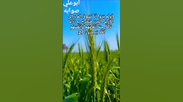 تلاوة هادئة { أولم يروا أنا نسوق الماء إلى الأرض الجرز فنخرج به زرعا}