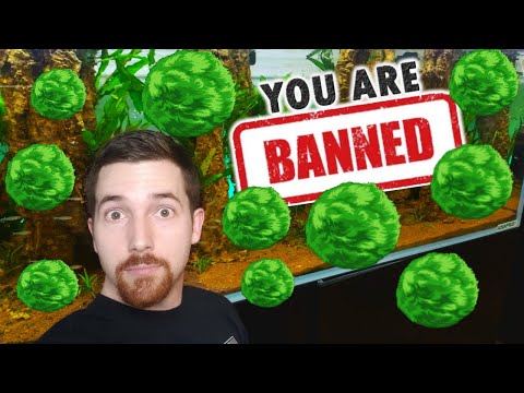 Moss Balls Getting Banned? What You NEED To Know