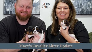 Macy's Cavalier Litter Update by Adora Perfect Pups 340 views 1 month ago 6 minutes