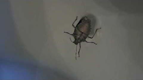 Stinkbug Dies