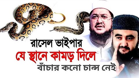 রাসেল ভাইপার যেস্থানে কামড় দিলে  বাঁচার কোন চান্স নেই ! Shaikh Ahmadullah