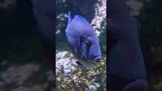 Le plus beau poisson de l'aquarium de la rochelle - Poisson chirurgien bleu