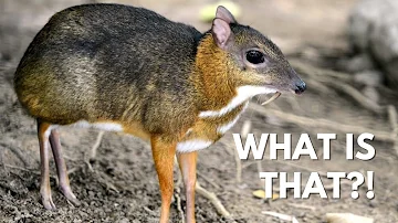 Tiny Mouse Deer with Vampire Fangs!? | The Chevrotain