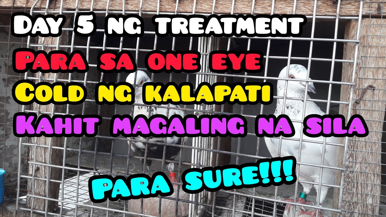 DAY 5 NA TREATMENT PARA SA ONE EYE COLD NG MGA KALAPATI KAHIT MAGALING NA SILA PARA SURE!!!