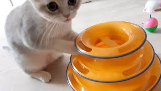 Little cute kitten Misu is playing by Kitticanal 135 views 2 years ago 57 seconds