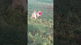 Английский бульдог Английский бульдог