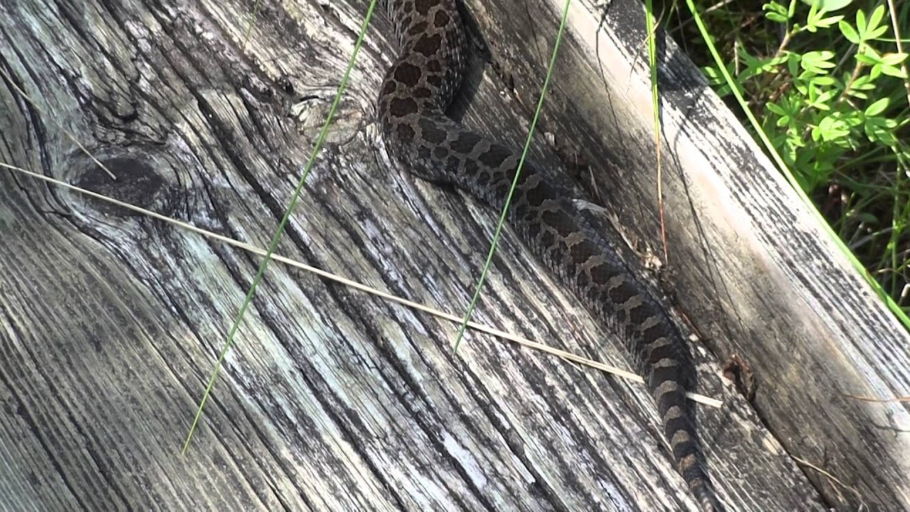 Eastern Massasauga Rattlesnake at Cedar Bog 7/15/15 - YouTube