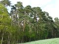 Kienspan finden 2 - 15 Minuten im Kiefernwald - Verschiedene Wege zum Kienspan