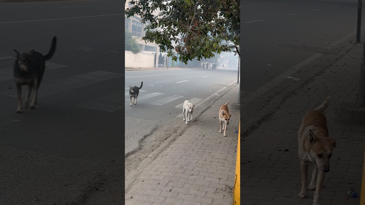 Three Dogs, One Journey: Navigating Traffic Together,,