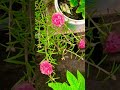 Shami ka sundar paudha/sawan me shiv ji ko chadao shami patr#trending#nature#hibiscus#youtubeshorts