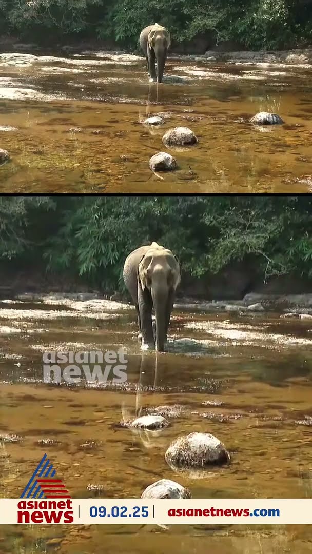 പത്തനംതിട്ട തണ്ണിത്തോട്ടില്‍ ആന ഇറങ്ങി; പടക്കം പൊട്ടിച്ചിട്ടും കാടുകയറുന്നില്ല