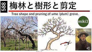 588 生産木でない梅林､樹形､剪定について考える Think about Ume (plum) grove, tree shape, and pruning.miki3