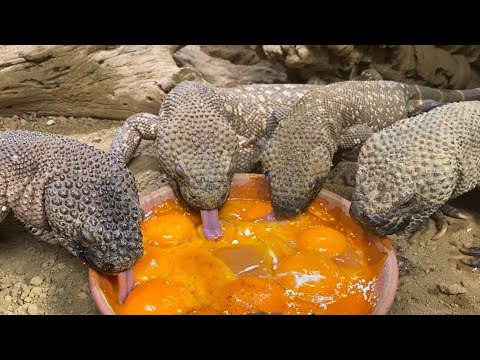 卵をペロペロ舐めて食べるトカゲの家族が可愛過ぎる