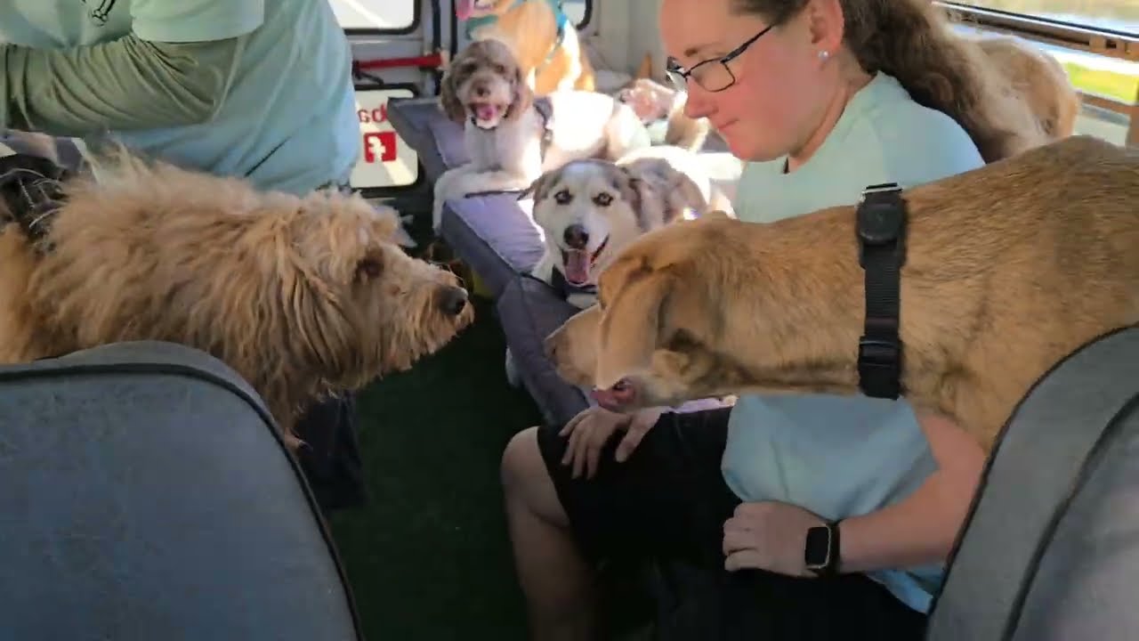 See what it's like to ride on The Bark Bus!!! 