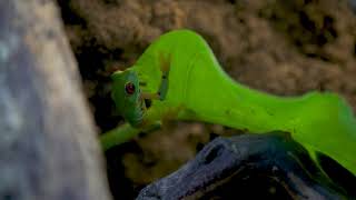 ¿Cómo sexar a tu rana de Ojos Rojos?