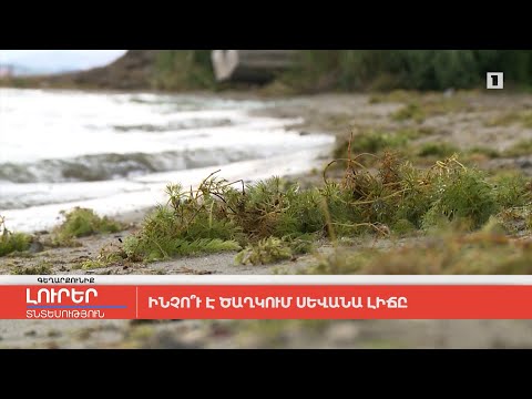 Video: Ինչու ցիկլամեն չի ծաղկում