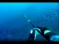 Pole Spearing Kingfish - New Zealand 2018