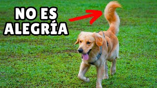 Lo que REVELA la COLA de un perro de su ESTADO ANÍMICO by Zona Perros 3,547 views 2 months ago 9 minutes, 53 seconds