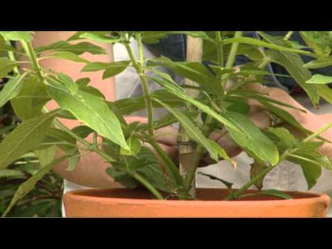 Wideo: Standardowe wytyczne dotyczące roślin: Jak wyszkolić roślinę do standardowego wzrostu