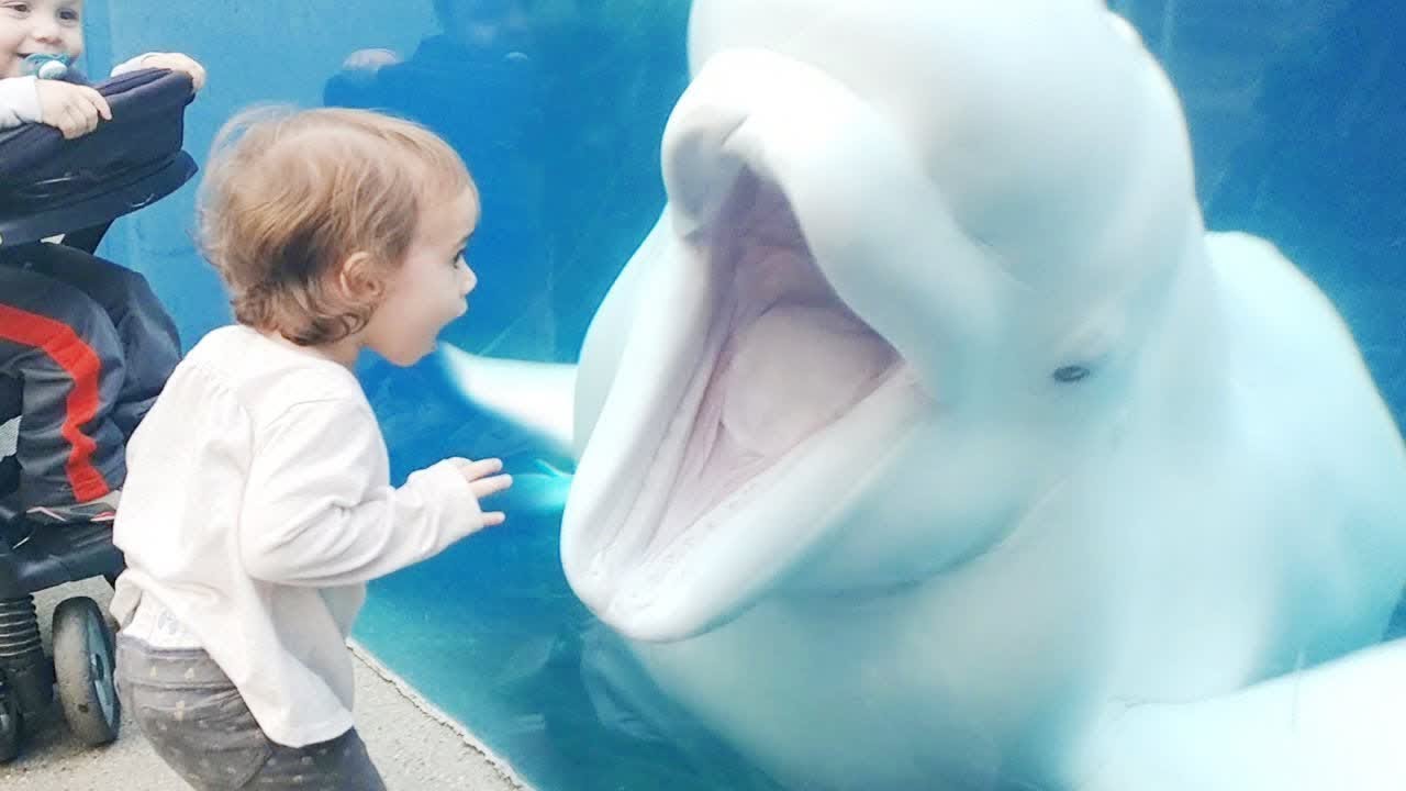 Funny Kids at the Aquarium | Girl SPOOKED By A Beluga Whale! - YouTube