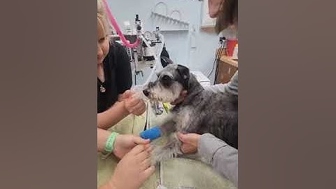 Skill Group 12 Canine IV Injection