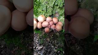 ГРИБ ПОГАНКА - КТО ОН? Псатирелла каштановая. #mushroom #поганки #съедобныегрибы #грибы #летниегрибы