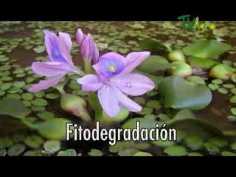 El Jacinto Acuatico por Juan Gonzalo Angel -TVAgro - YouTube