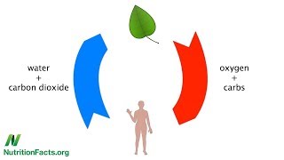 Minimální doporučená denní dávka antioxidantů