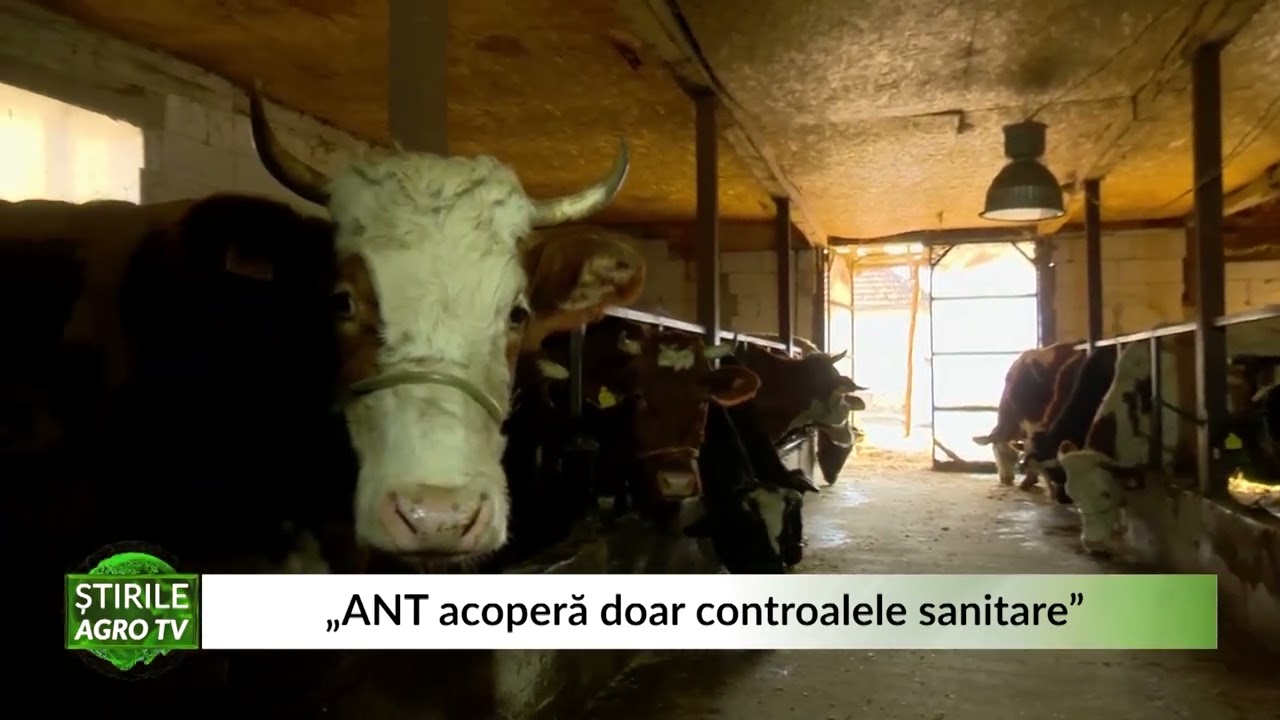Viață grea pentru crescătorii de vaci! ”Subvenția acoperă doar controalele sanitare” 1 Viață grea pentru crescătorii de vaci! ”Subvenția acoperă doar controalele sanitare” YouTube player